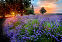 Lavender Sunrays