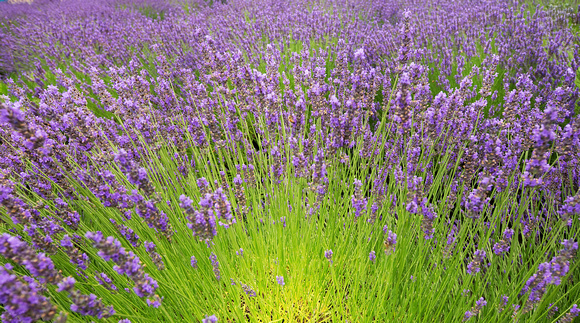 Radiant Lavender