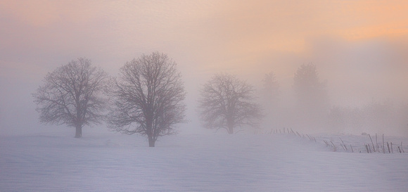 Winter Fog