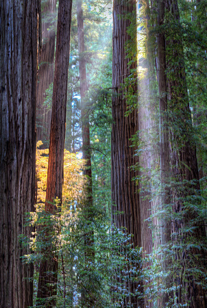 Redwood Color